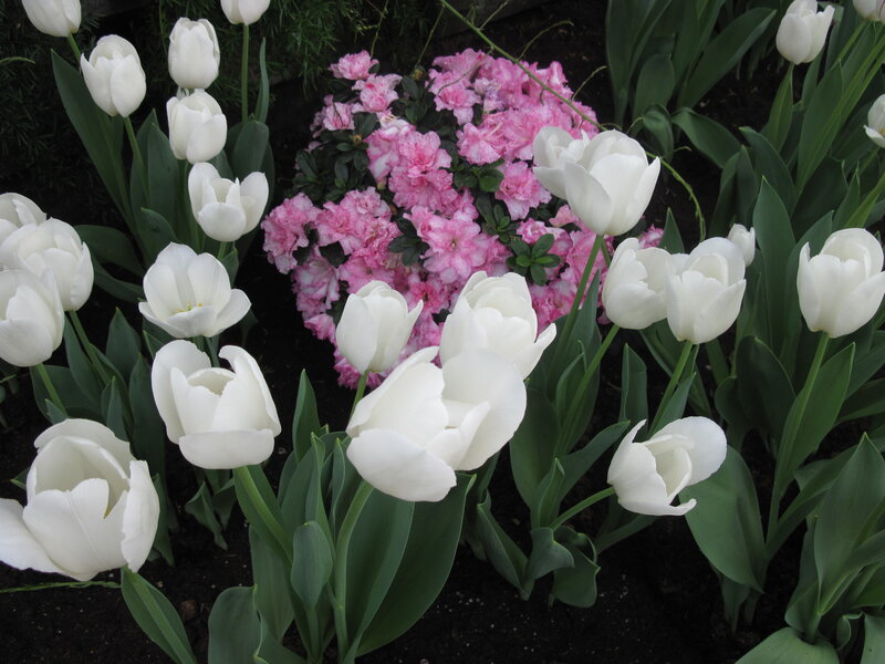 White Tulips and Pink Flowers