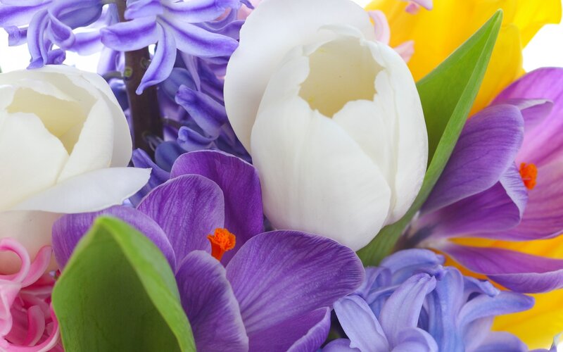 White Tulips and Purple Crocuses