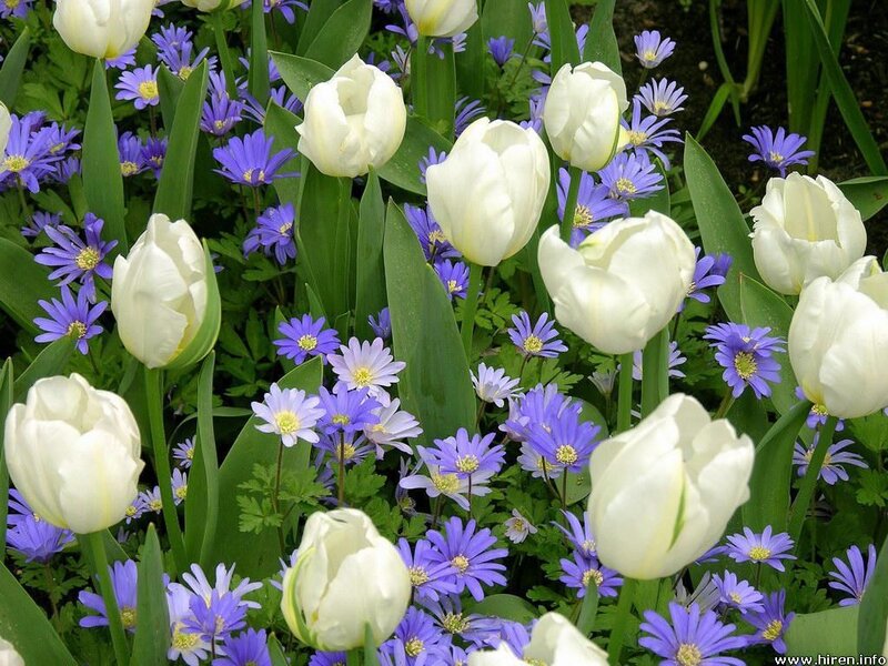 White Tulips and Purple Flowers — Serene