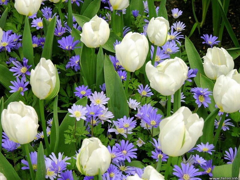 White Tulips and Purple Flowers
