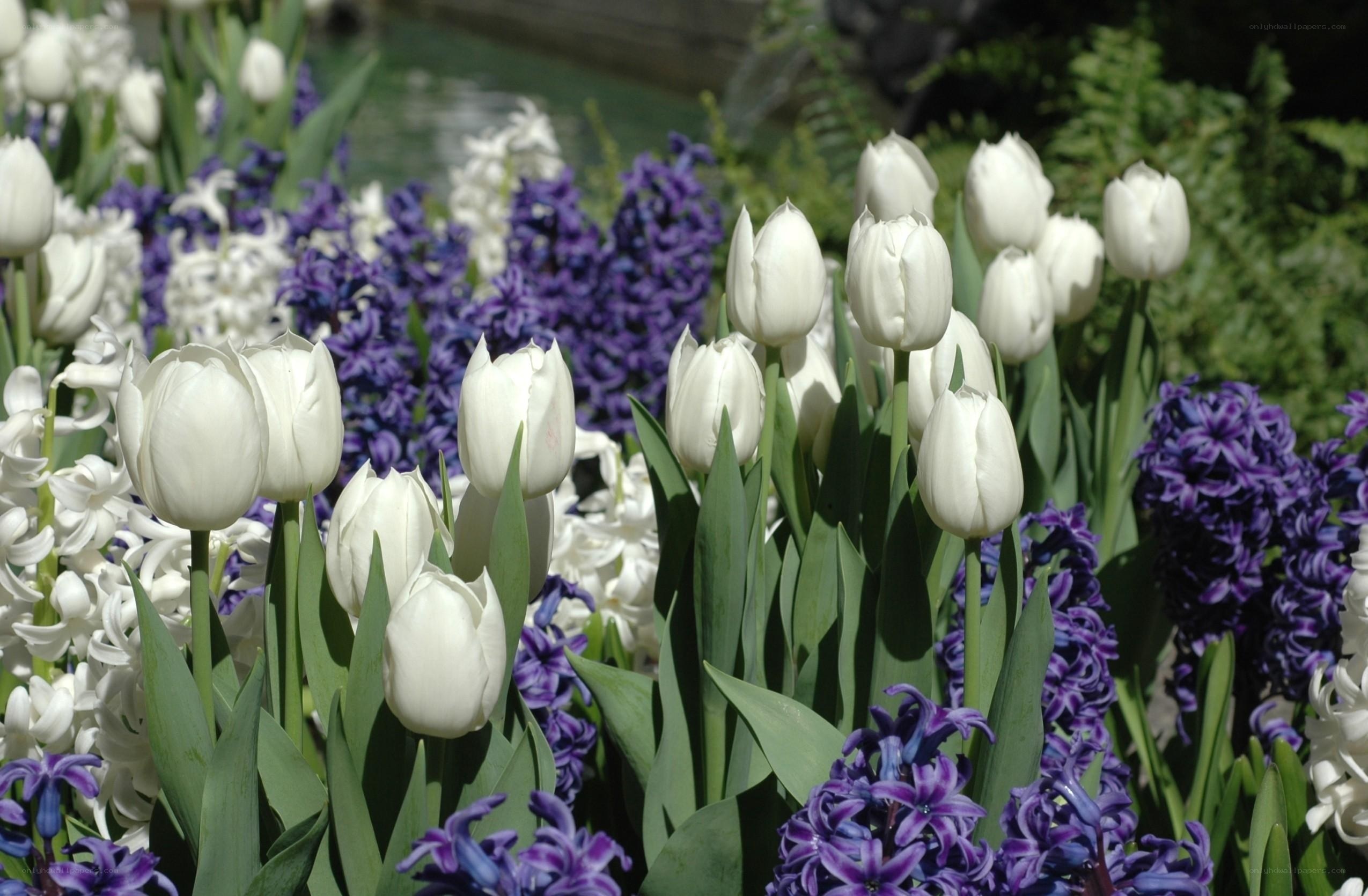 White tulips and purple hyacinths