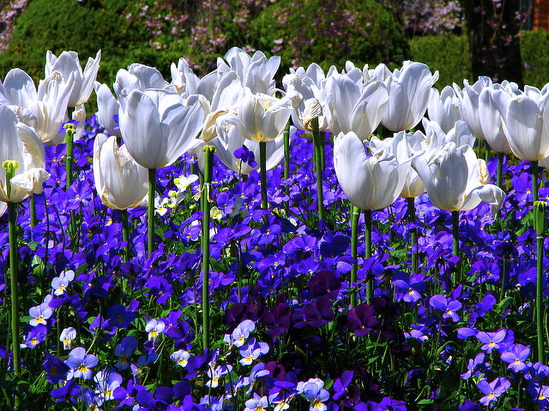 White Tulips and Purple Violets