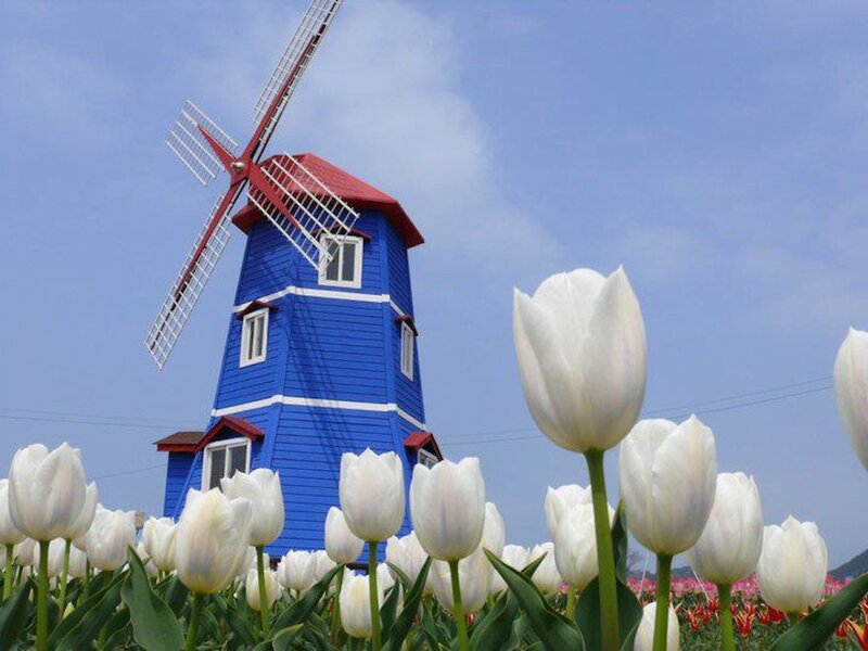 White Tulips and Windmill