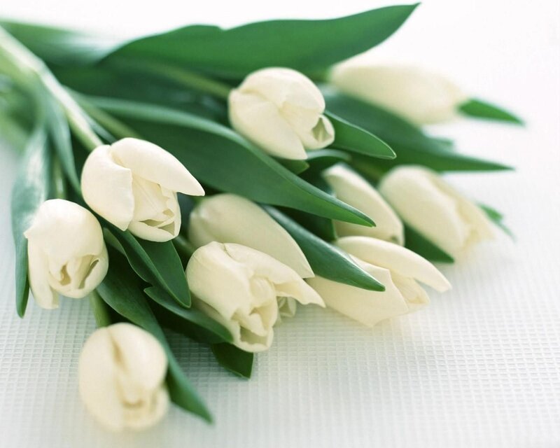 White tulips bouquet