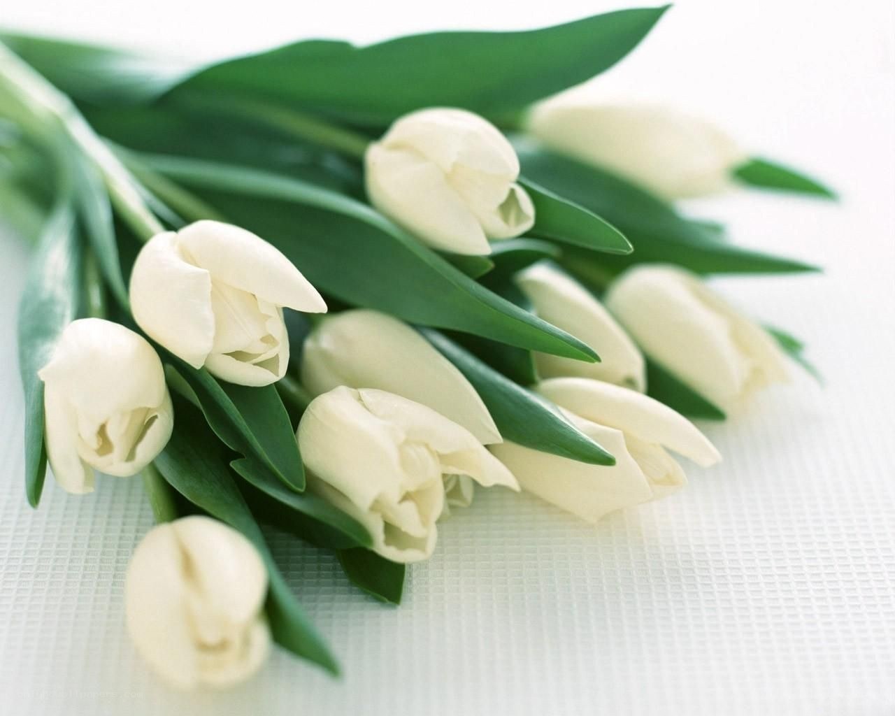 White tulips bouquet