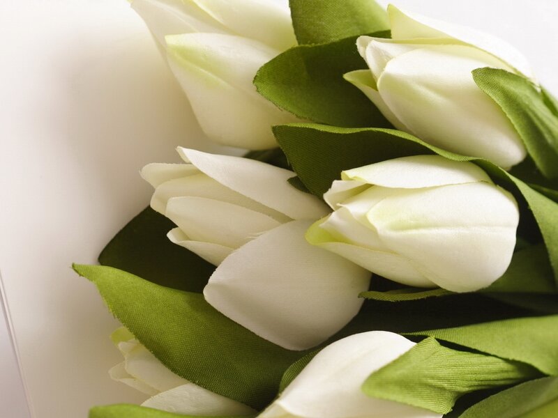 white tulips bouquet