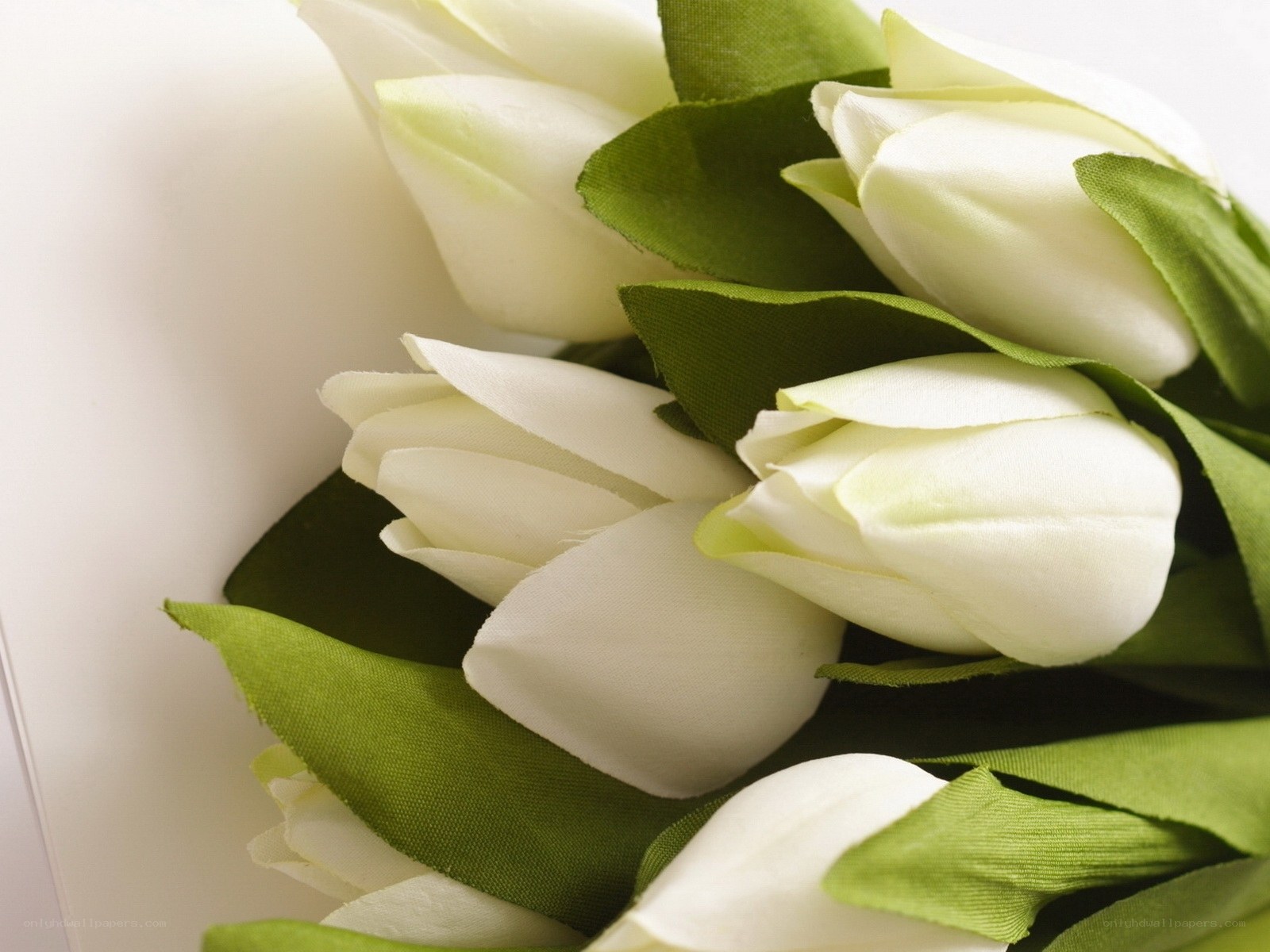 white tulips bouquet