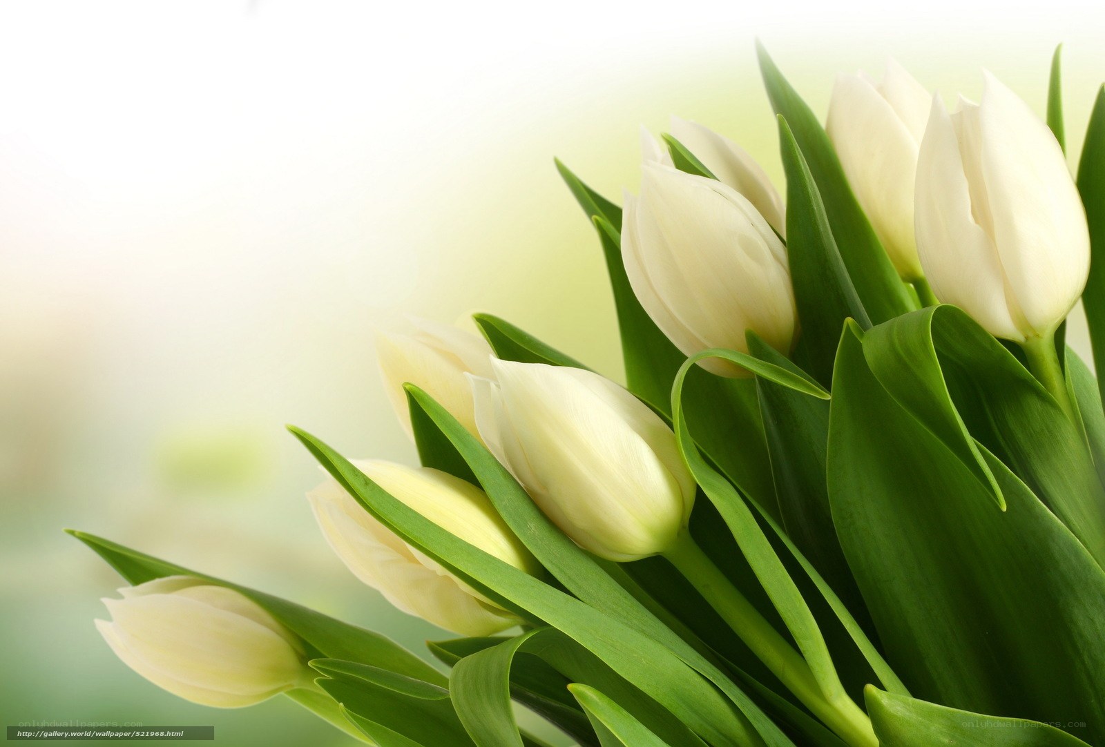 White tulips bouquet