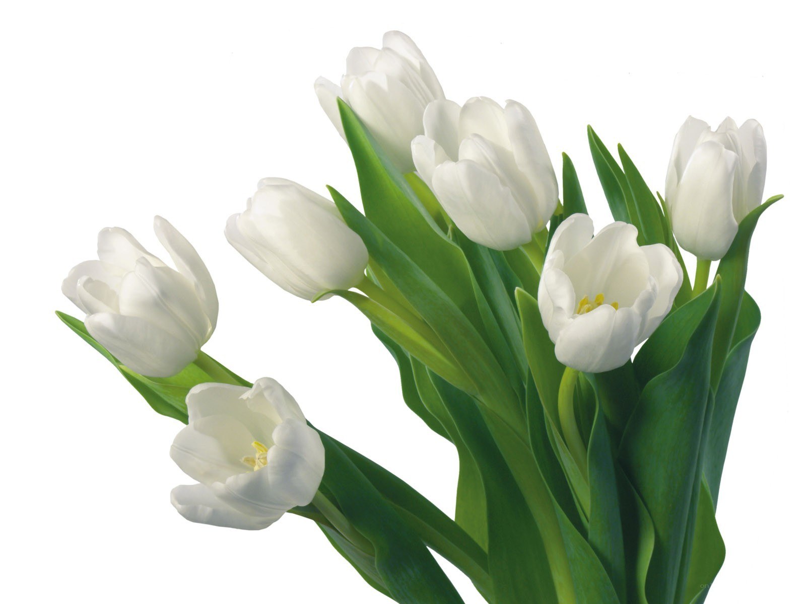 white tulips bouquet