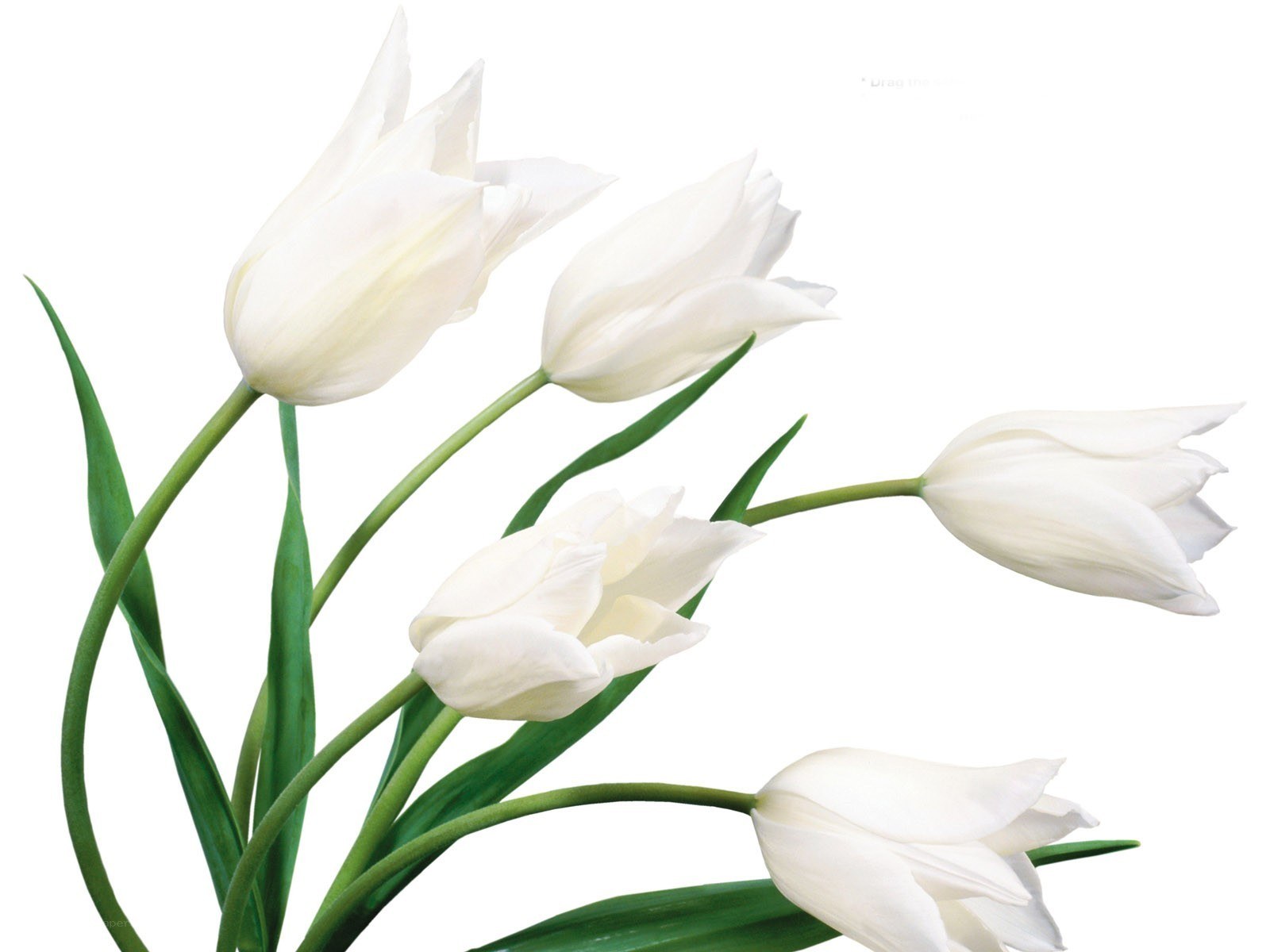 white tulips bouquet