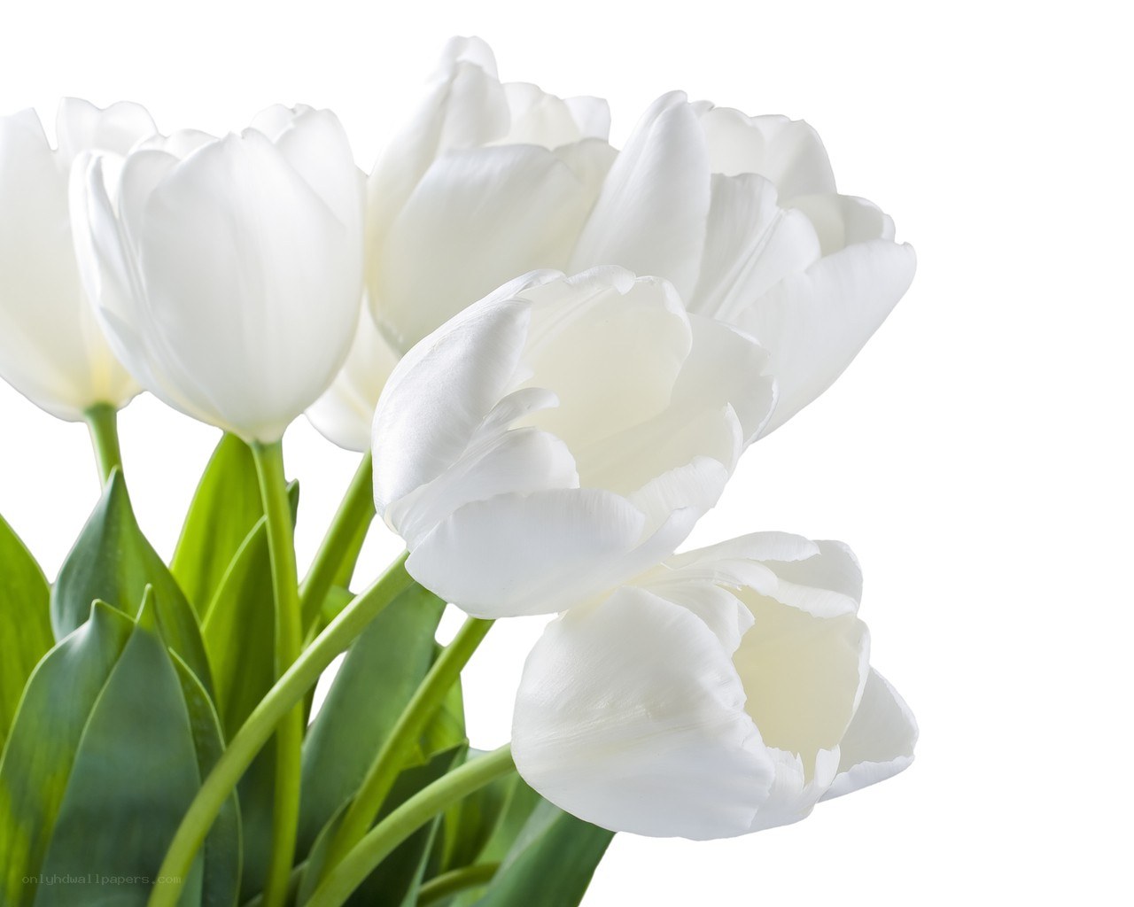 white tulips bouquet