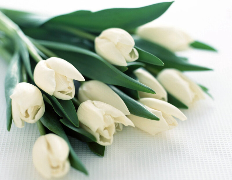 White Tulips Bouquet — Calm, Photograph, Green Leaves