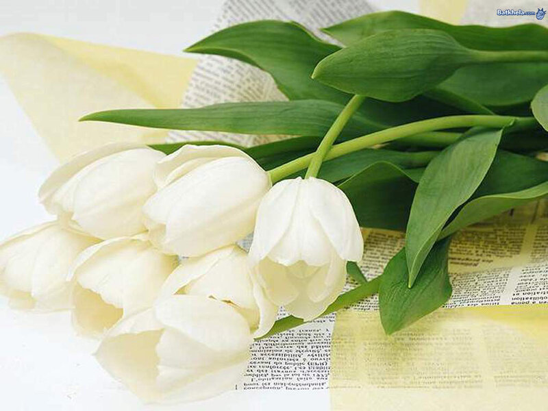 White Tulips Bouquet — Calm, Photograph