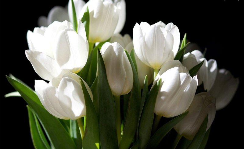 White Tulips Bouquet — Dramatic, Photograph, Green Leaves