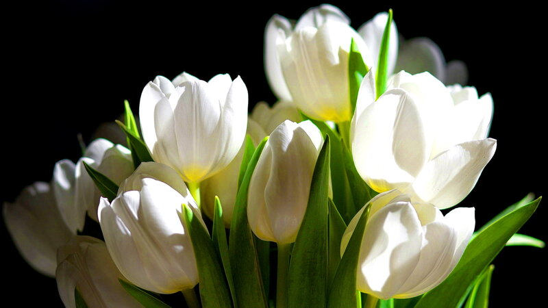 White Tulips Bouquet — Dramatic