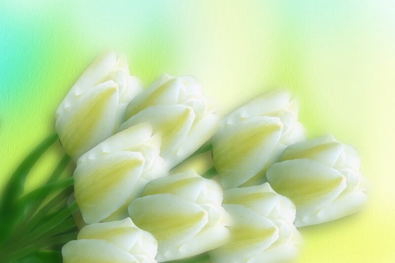White Tulips Bouquet — Serene, Digital Art