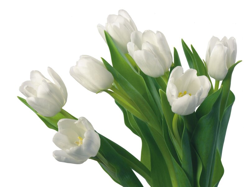 White Tulips Bouquet — Serene, Photograph, Green Leaves, Green