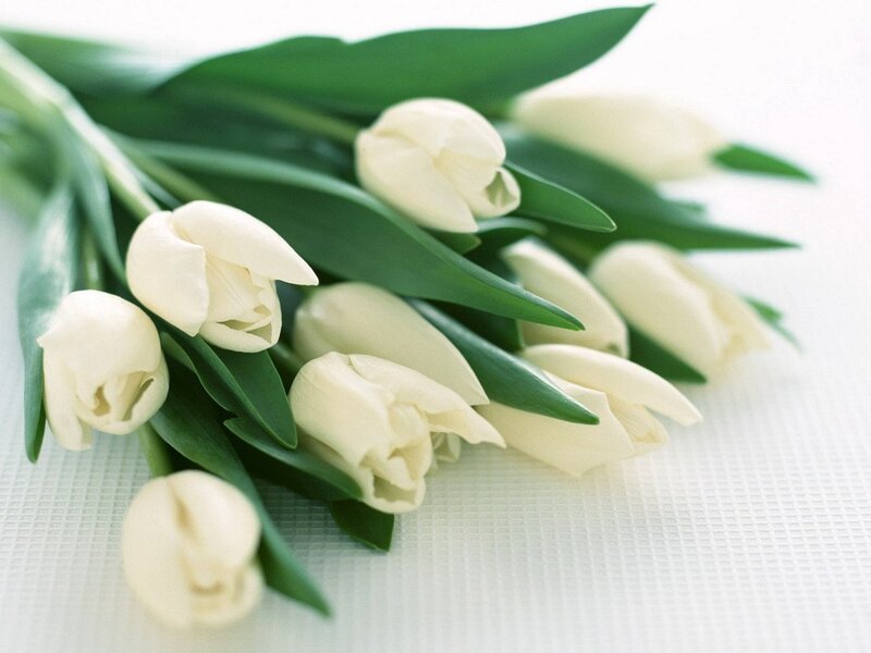 White Tulips Bouquet — Serene, Photograph, Green Leaves, Tablecloth