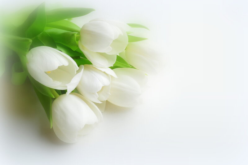 White Tulips Bouquet — Serene, Photograph, Green Leaves