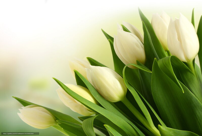 White Tulips Bouquet — Serene, Spring, Photograph, Green Leaves, Bloom