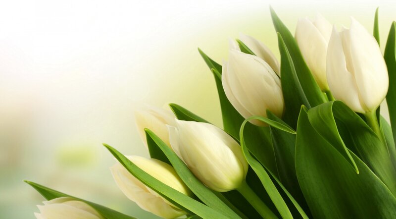 White Tulips Bouquet — Serene, Spring, Photograph