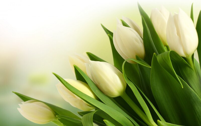 White Tulips Bouquet — Serene, Spring