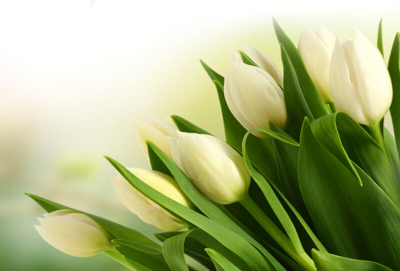 White Tulips Bouquet — Serene