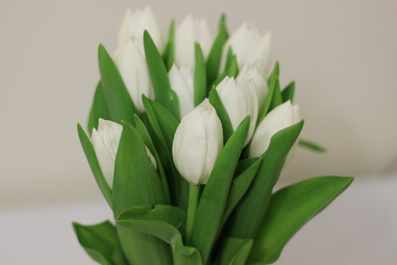 White Tulips in a Bouquet — Calm