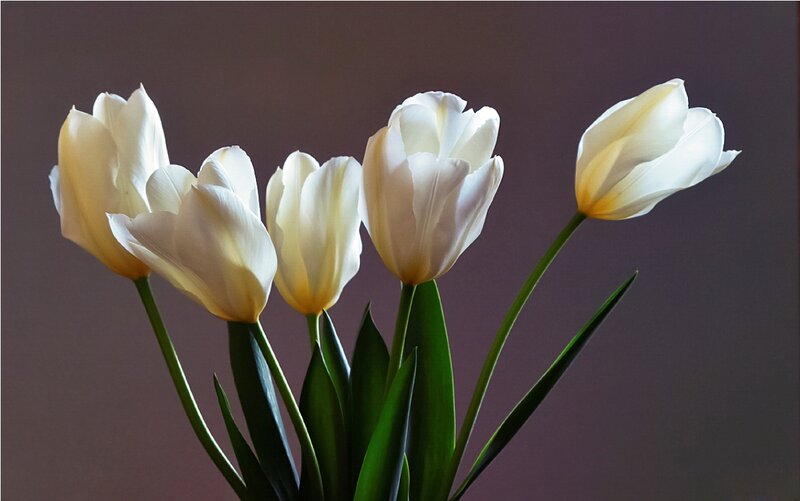 White Tulips in a Bouquet
