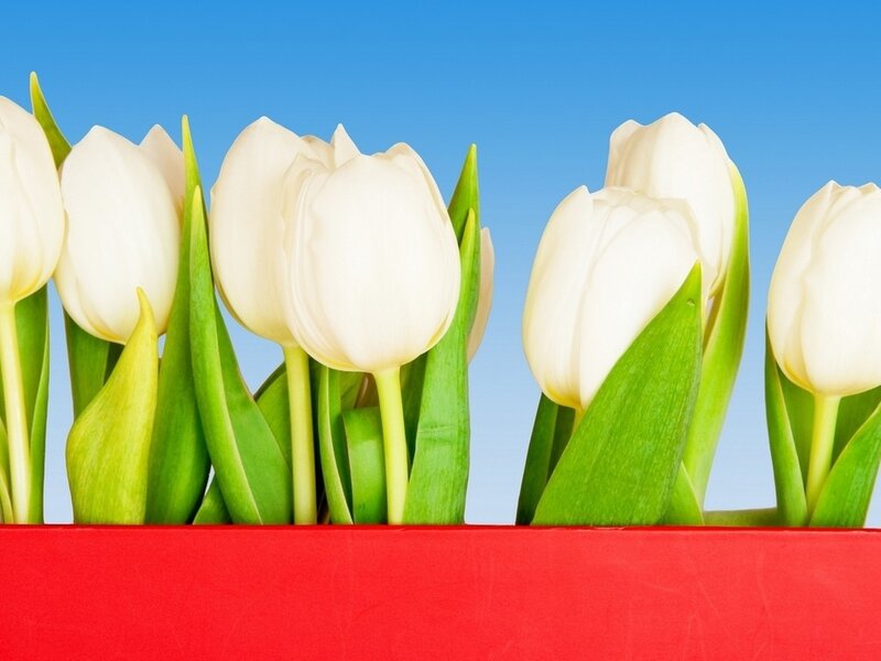 White Tulips in a Box — Calm