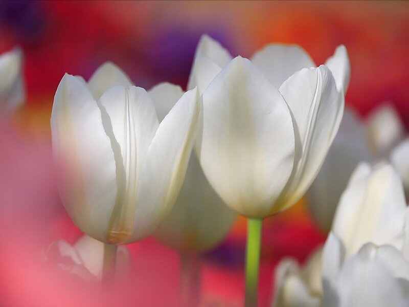 White tulips in a colorful field
