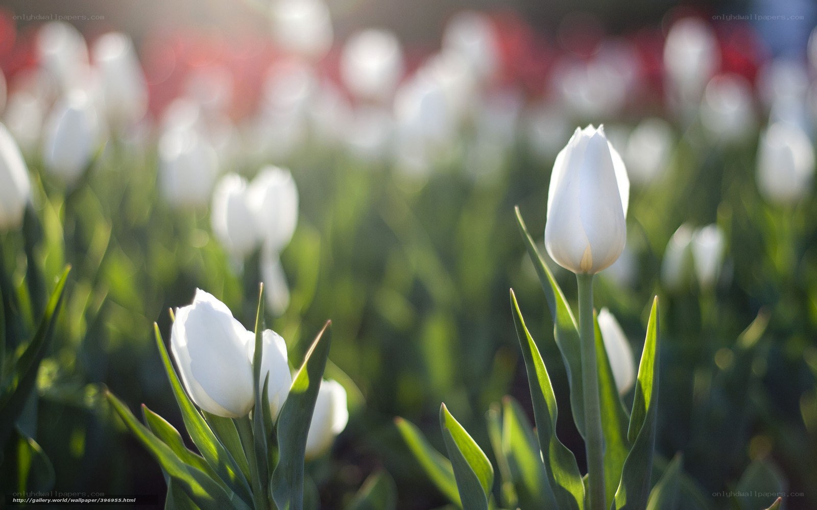 White tulips in a field