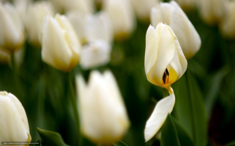 White tulips in a field