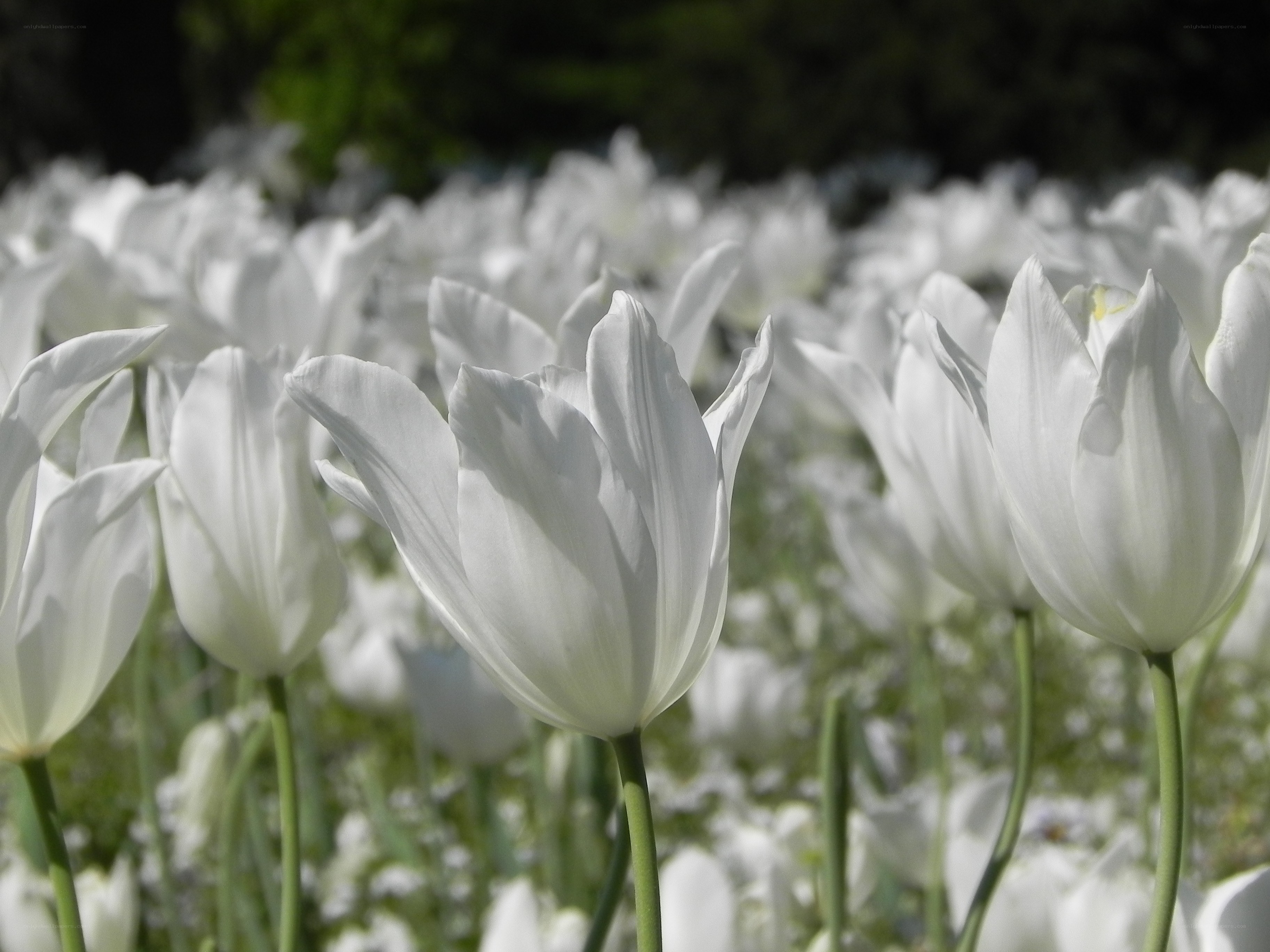 White tulips in a field