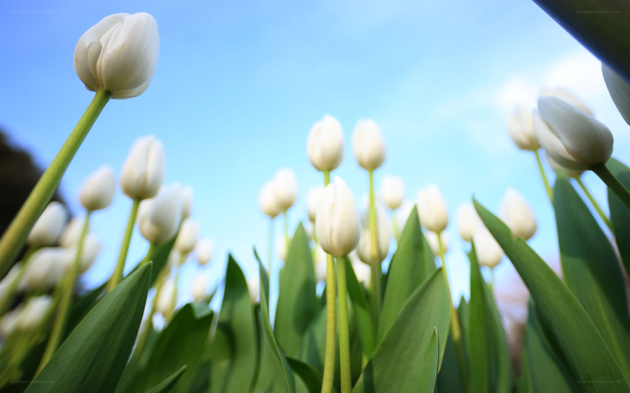 White tulips in a field