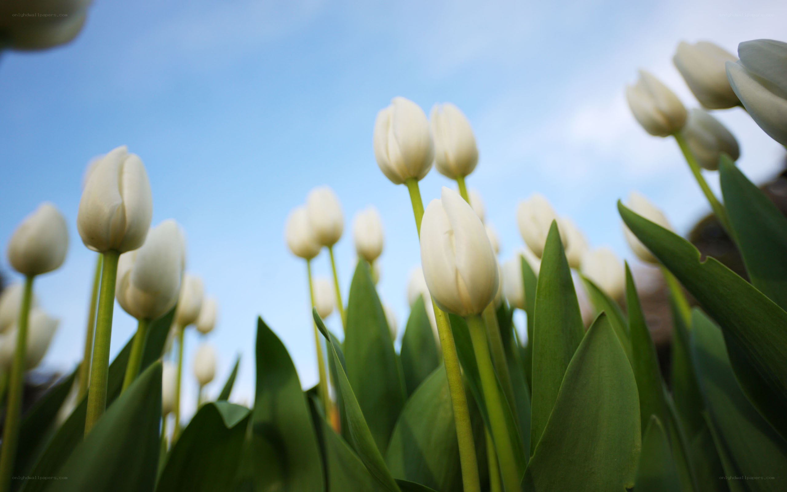 White tulips in a field