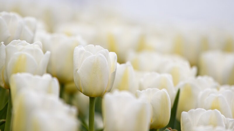 white tulips in a field