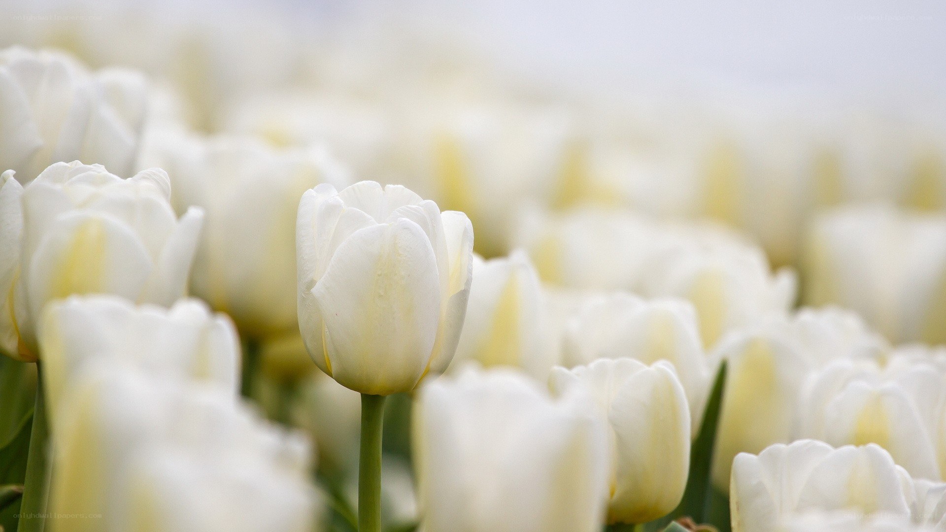 white tulips in a field