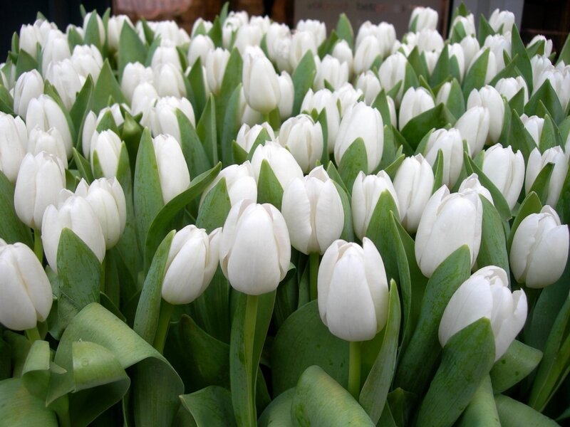 White Tulips in a Field — Calm