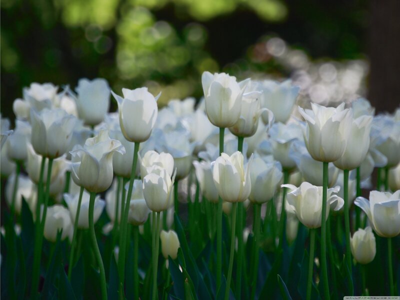 White Tulips in a Field — Serene, Spring, Photograph