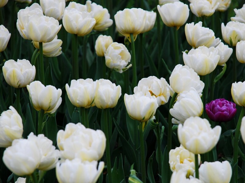 White Tulips in a Field — Serene, Spring