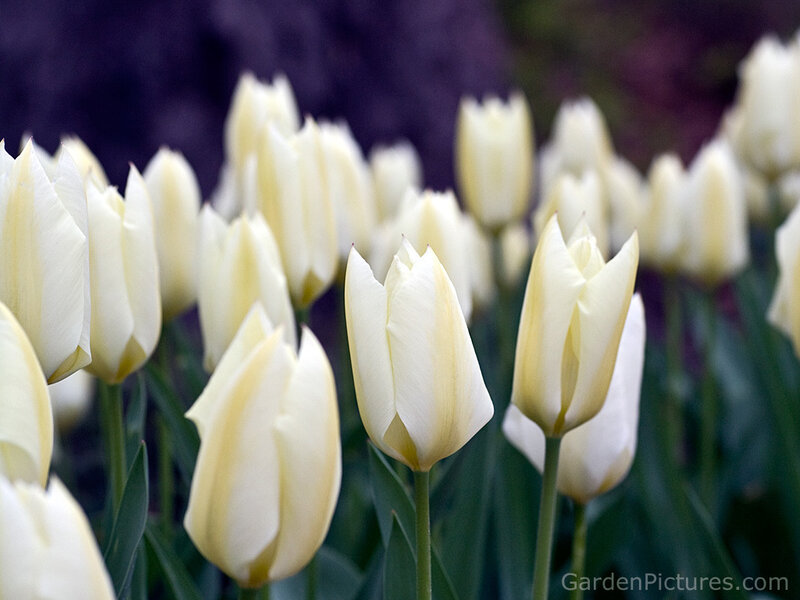 White Tulips in a Field — Serene