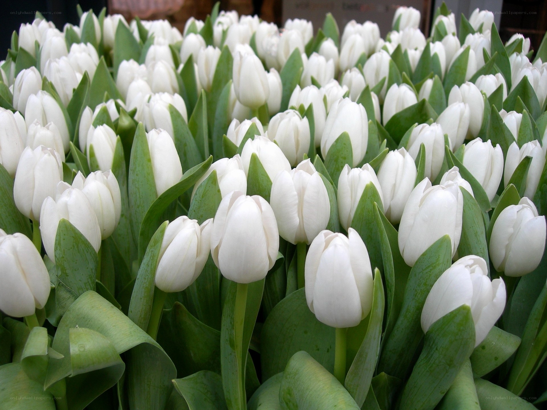 White tulips in a field