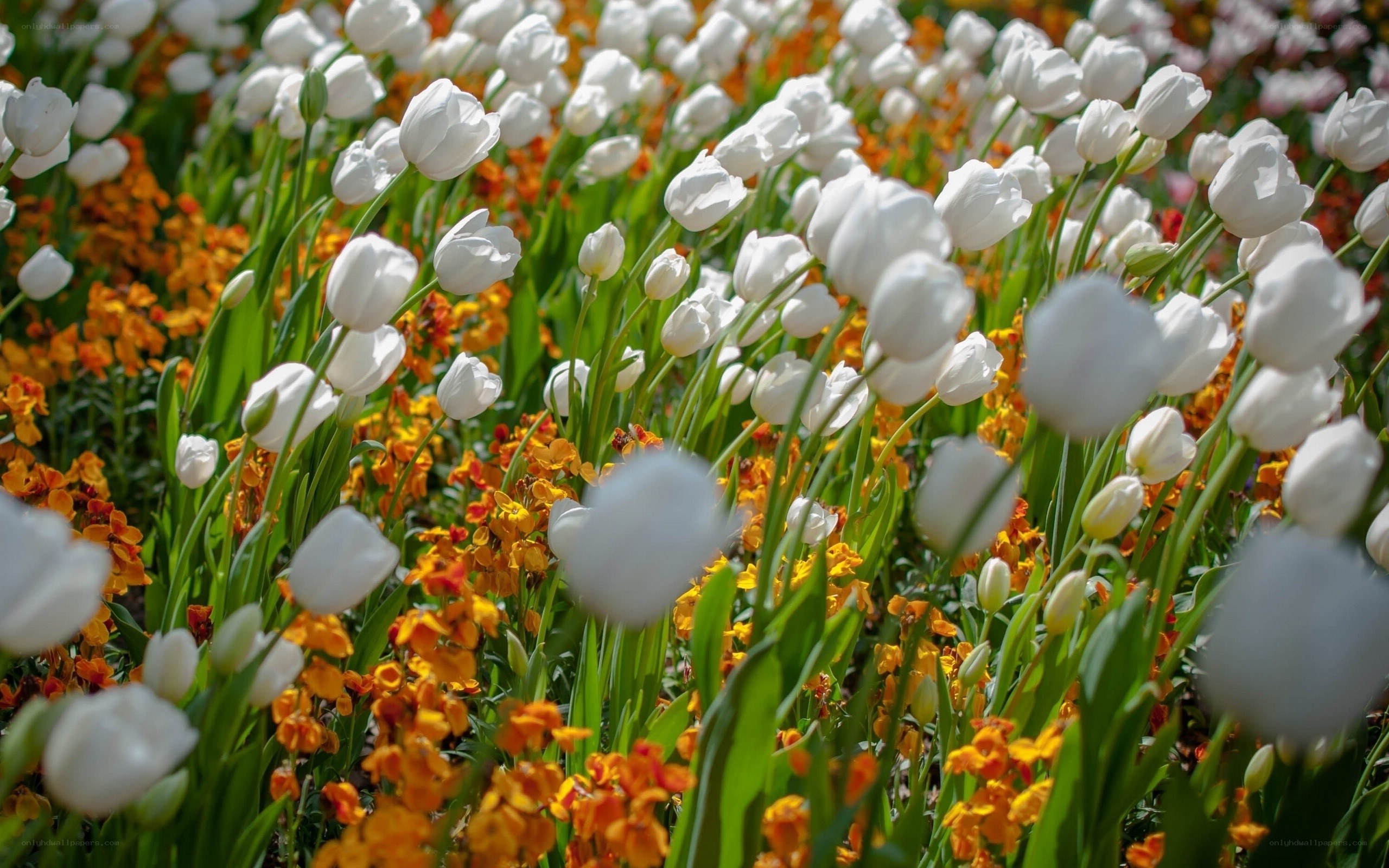 White tulips in a flower field