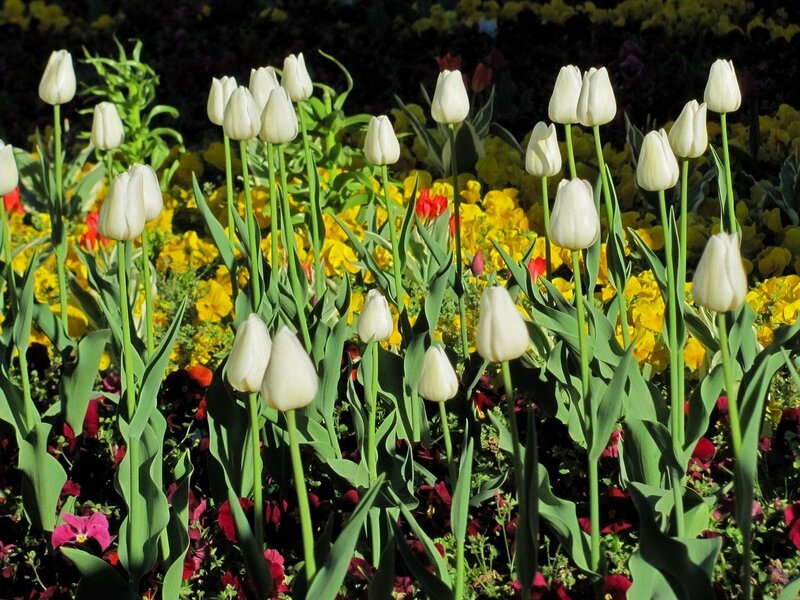 White tulips in a flower garden