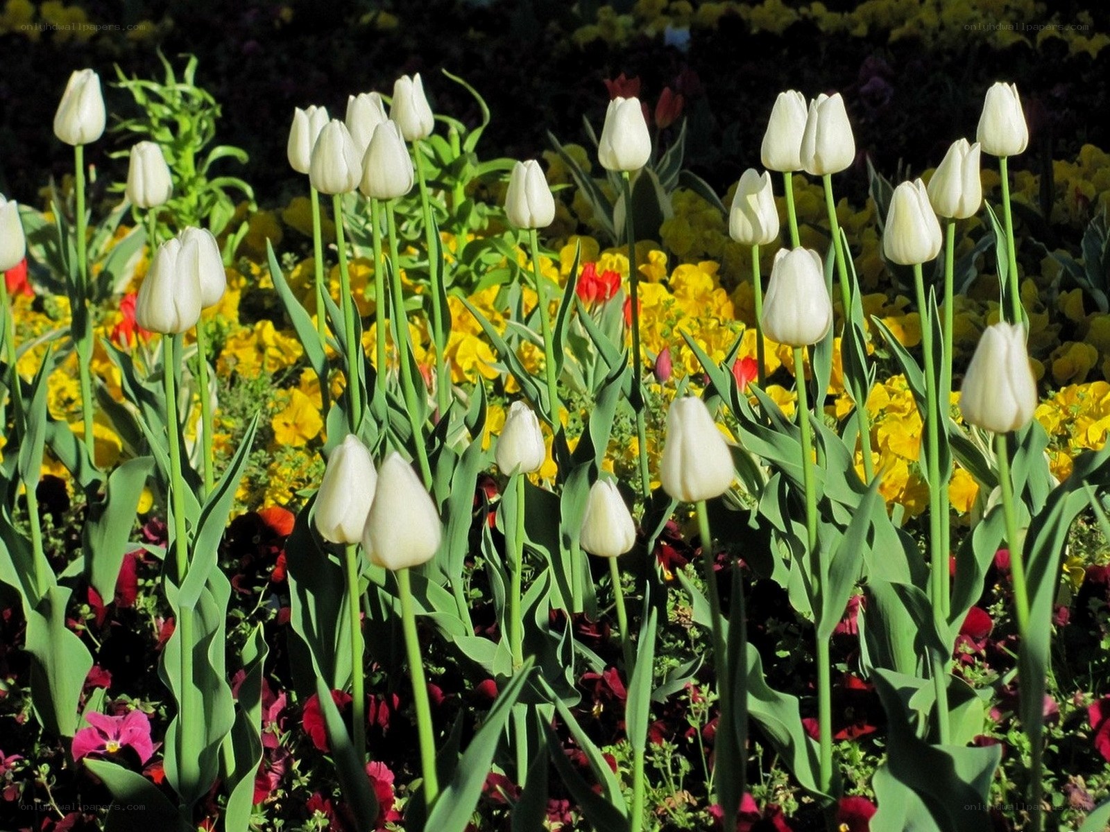 White tulips in a flower garden