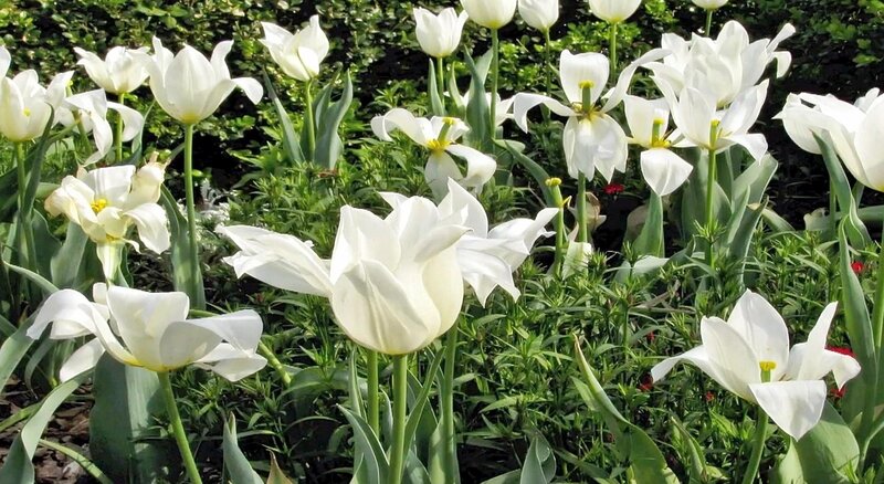 White tulips in a garden