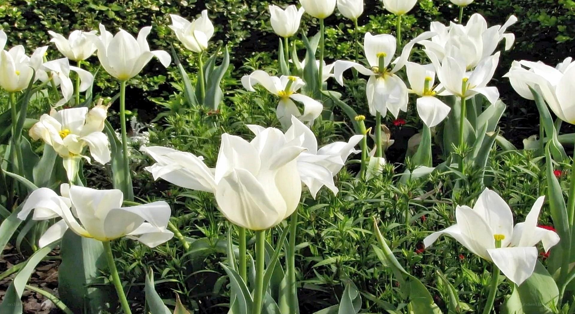 White tulips in a garden
