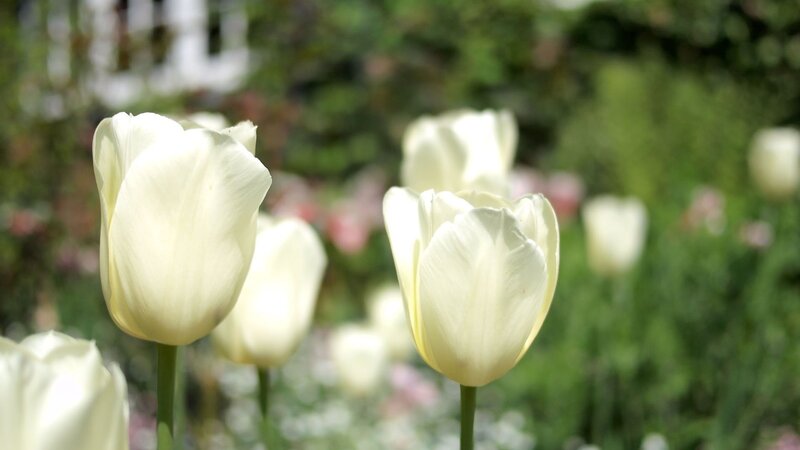 White tulips in a garden