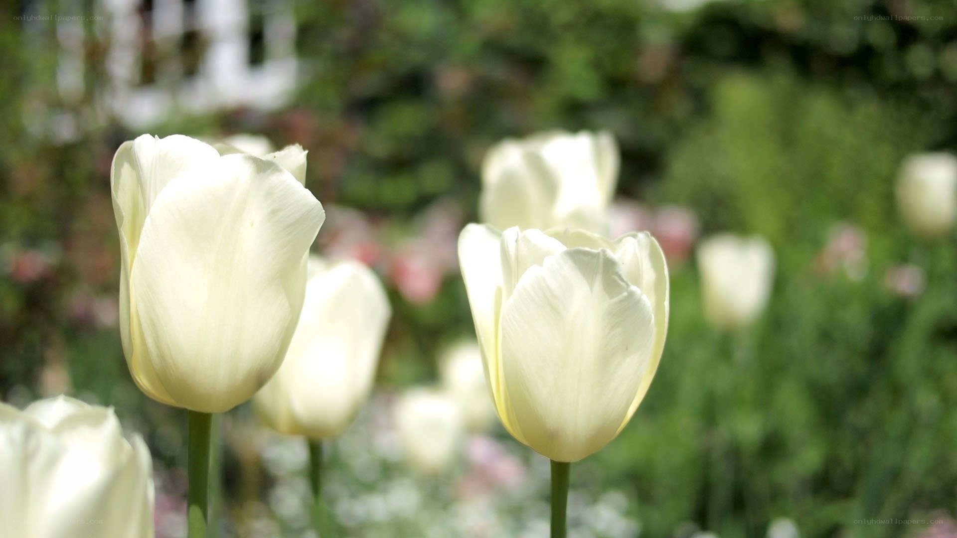 White tulips in a garden